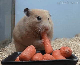 Eating Animals (20 gifs)