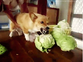 Eating Animals (20 gifs)