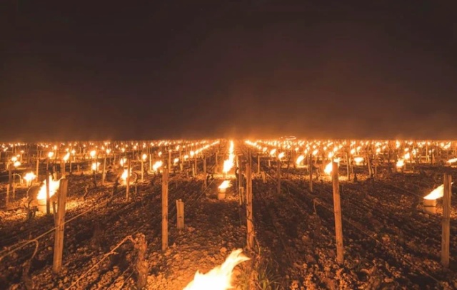 Bonfires Burn In French Vineyards To Protect Them From Frost (2 pics)