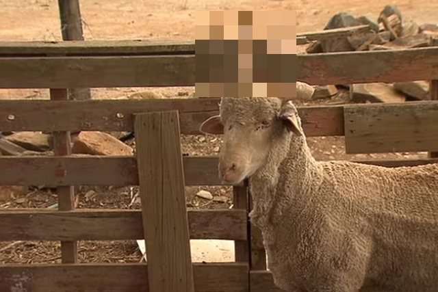 Unicorn Sheep (4 pics)