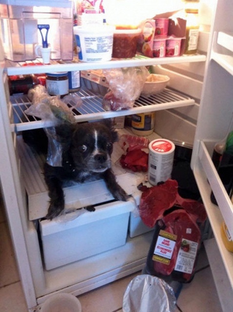 Animals Home Alone (17 pics)