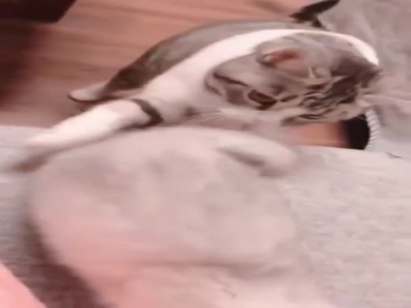 Super Cat