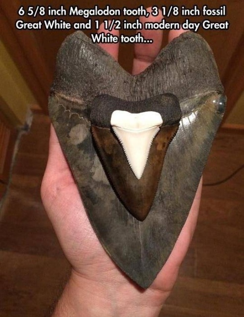 Acid Picdump (52 pics)