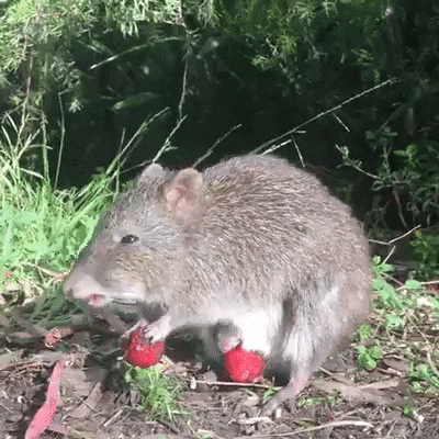 Acid Gifdump, April 19 (25 gifs)