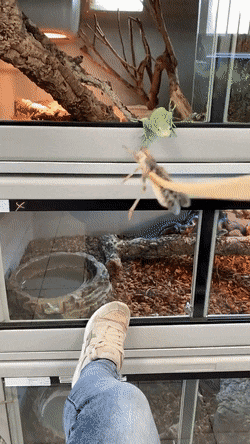 Acid Gifdump, April 19 (25 gifs)