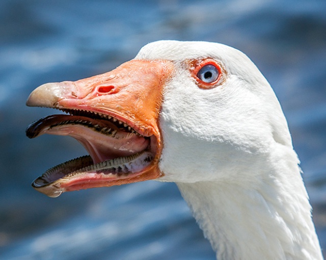 Bird Mouths Look Scary (20 pics)