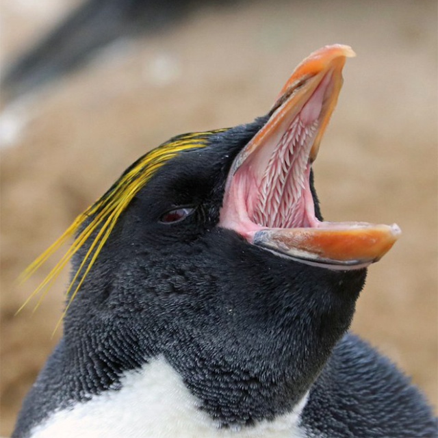 Bird Mouths Look Scary (20 pics)
