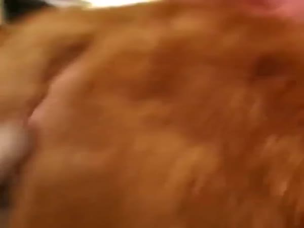 Boy Reunited With His Lost Cat After 7 Months Apart
