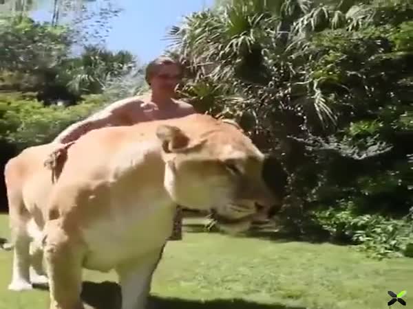 This Lion-Tiger Hybrid Looks Like A Real Monster