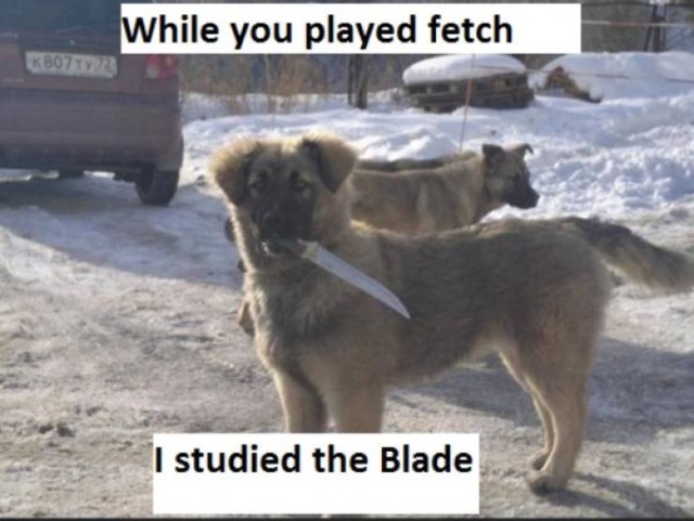 Funny Dog Memes (34 pics)
