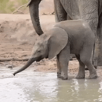 Baby Elephants (17 gifs)