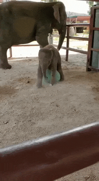 Baby Elephants (17 gifs)
