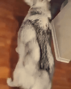 Acid Gifdump, April 23 (25 gifs)