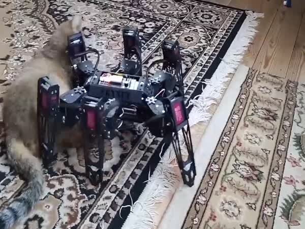 Skynet Vs. Cat