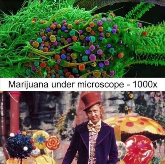 Weed Memes (39 pics)