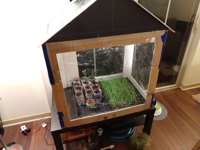 DIY Greenhouse From Cardboard Boxes (15 pics)
