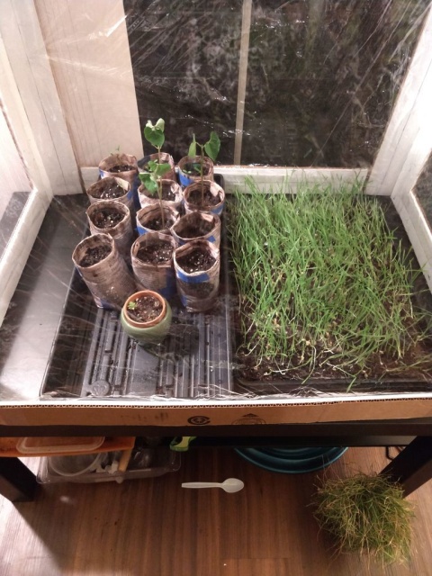 DIY Greenhouse From Cardboard Boxes (15 pics)