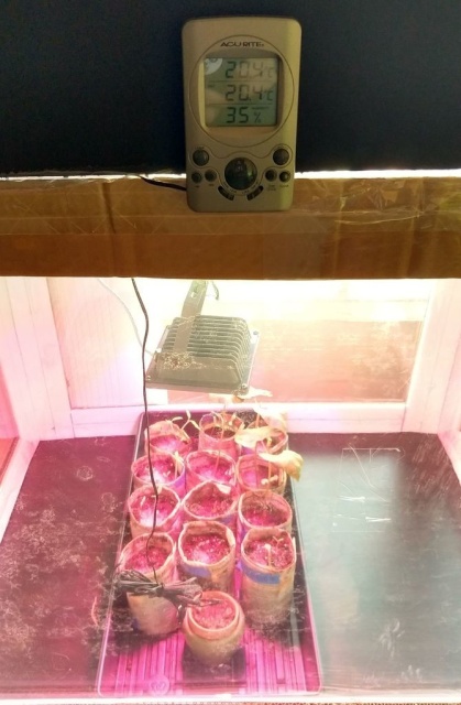 DIY Greenhouse From Cardboard Boxes (15 pics)