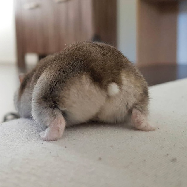 Hamster Butts (21 pics)