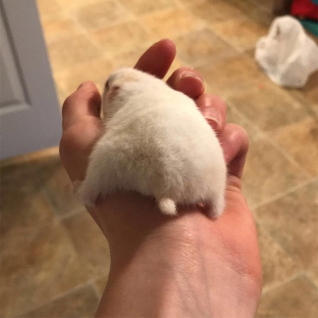 Hamster Butts (21 pics)
