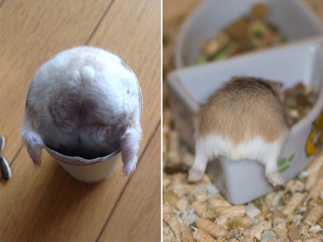 Hamster Butts (21 pics)