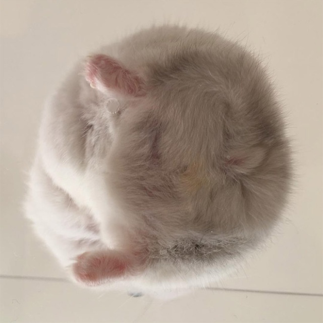 Hamster Butts (21 pics)