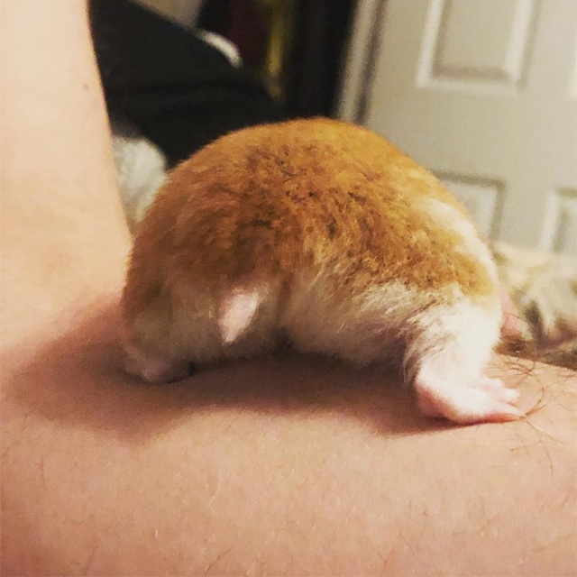 Hamster Butts (21 pics)