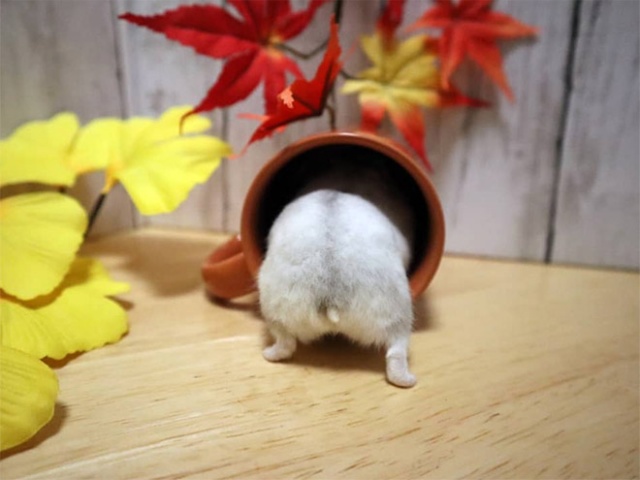 Hamster Butts (21 pics)