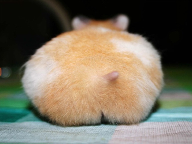 Hamster Butts (21 pics)