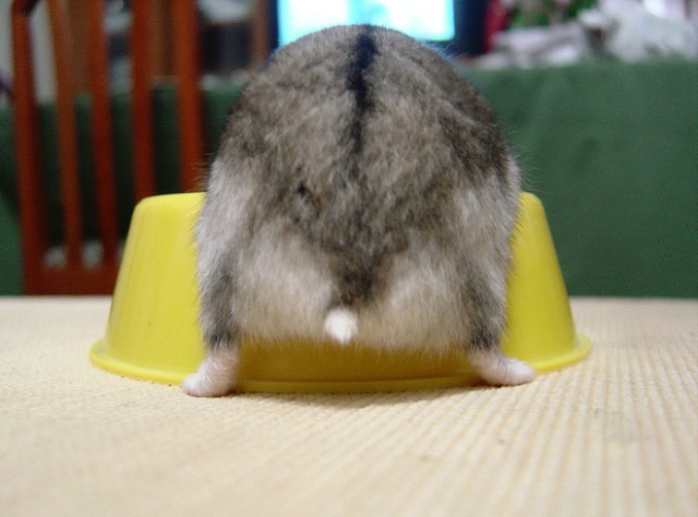Hamster Butts (21 pics)