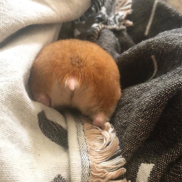 Hamster Butts (21 pics)