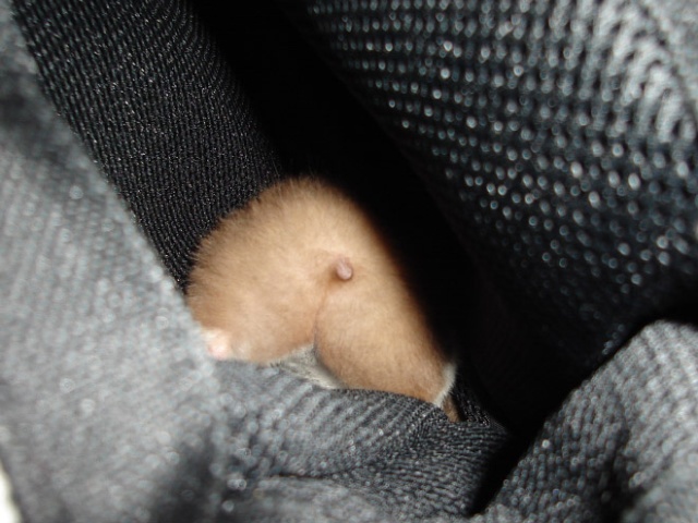 Hamster Butts (21 pics)
