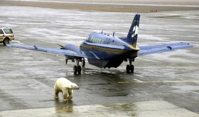 Strange Things At The Airports And Planes (25 pics)