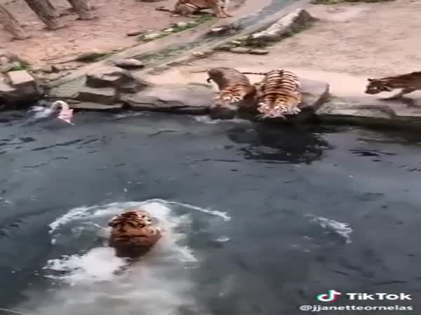 Fishing For Tigers