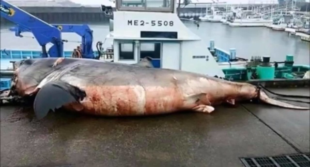 What A Catch (3 pics)