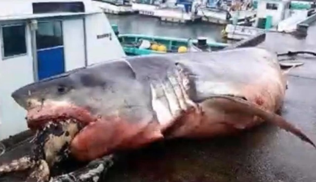 What A Catch (3 pics)