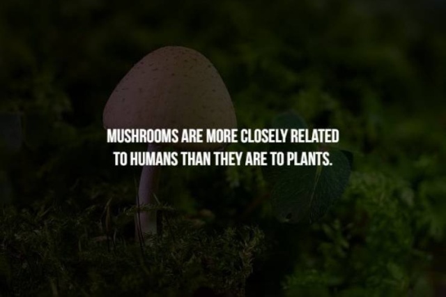 Scary Facts (17 pics)