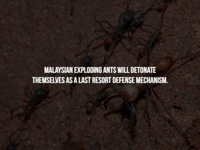 Scary Facts (17 pics)