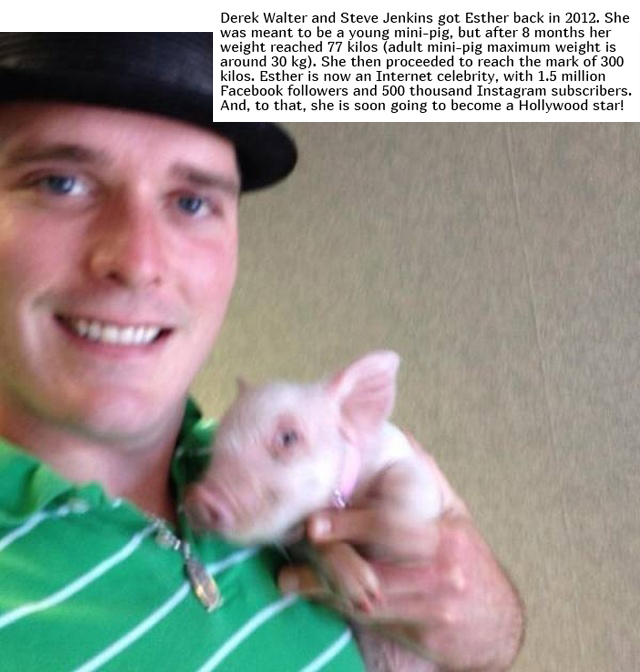In 2012, Two Guys Got A Mini-Pig... (18 pics)