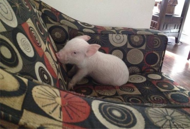In 2012, Two Guys Got A Mini-Pig... (18 pics)