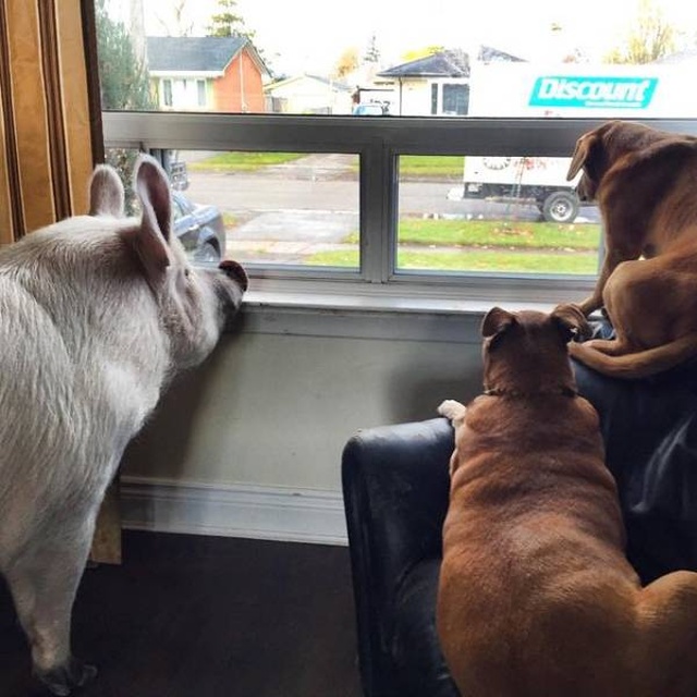 In 2012, Two Guys Got A Mini-Pig... (18 pics)