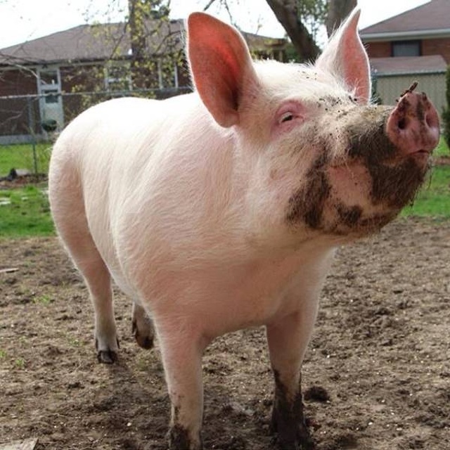 In 2012, Two Guys Got A Mini-Pig... (18 pics)