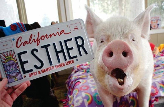 In 2012, Two Guys Got A Mini-Pig... (18 pics)