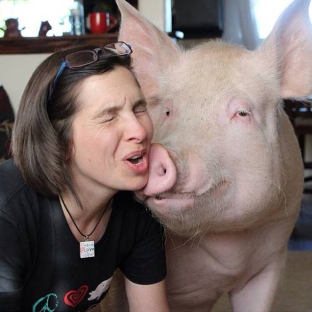 In 2012, Two Guys Got A Mini-Pig... (18 pics)