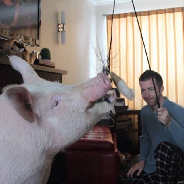 In 2012, Two Guys Got A Mini-Pig... (18 pics)