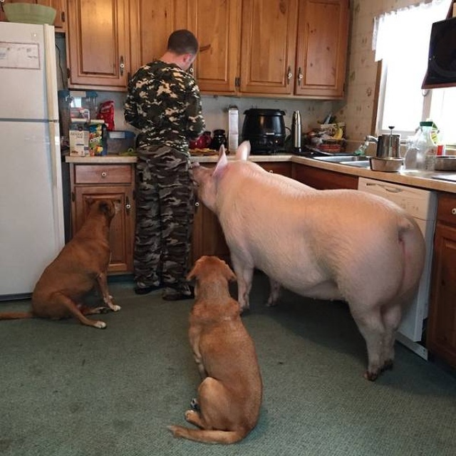 In 2012, Two Guys Got A Mini-Pig... (18 pics)
