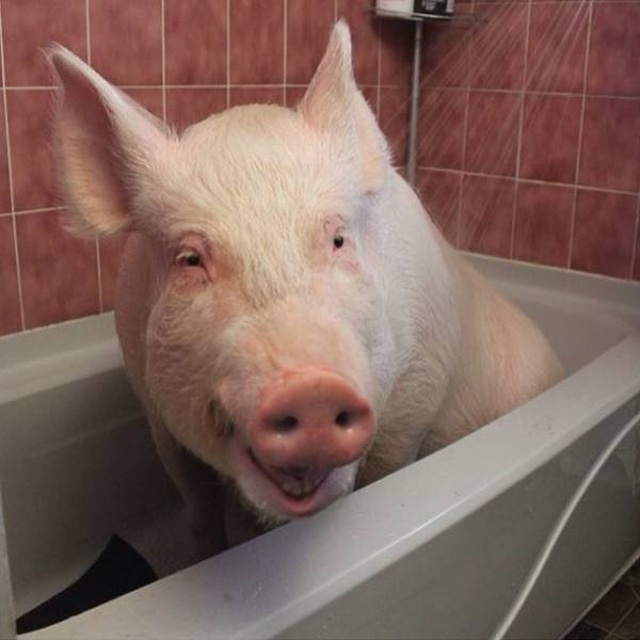 In 2012, Two Guys Got A Mini-Pig... (18 pics)