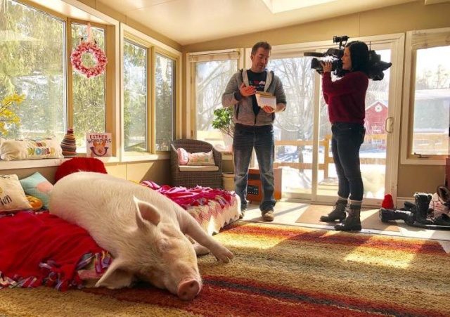 In 2012, Two Guys Got A Mini-Pig... (18 pics)