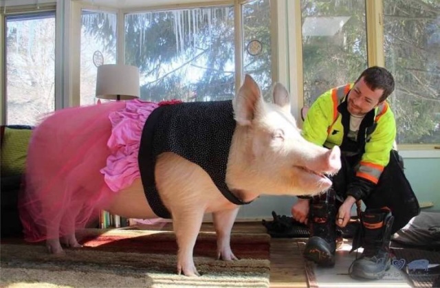 In 2012, Two Guys Got A Mini-Pig... (18 pics)