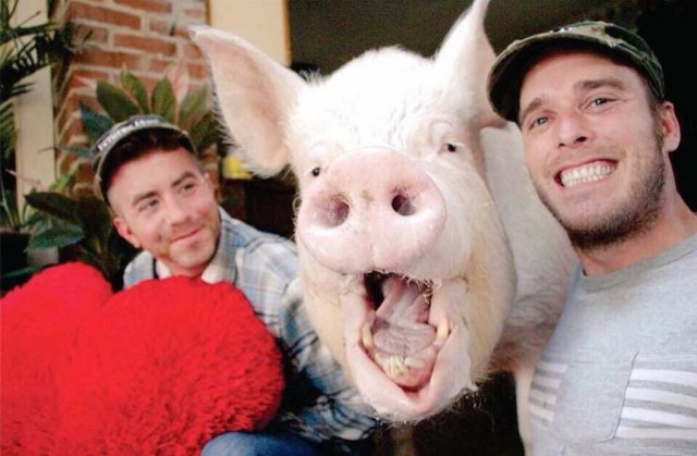 In 2012, Two Guys Got A Mini-Pig... (18 pics)